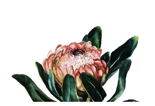 Blooming Protea Canvas - 60x40cm